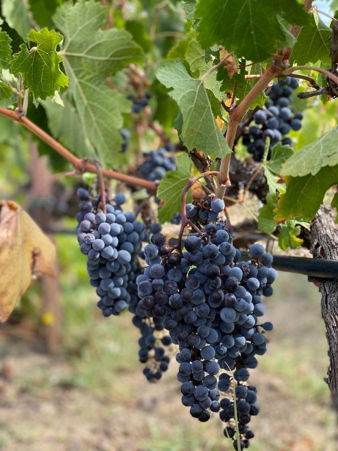 Trie Vineyard Cottage Grevena Exteriör bild